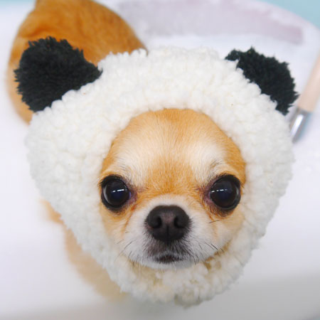 【池下店】2022年11月21日のワンちゃん達♪