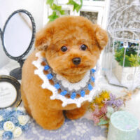 【池下店】2022年11月23日のワンちゃん達♪