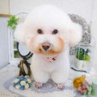 【池下店】2022年11月24日のワンちゃん達♪