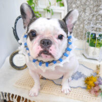 【池下店】2022年11月25日のワンちゃん達♪