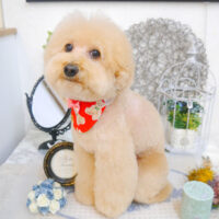 【池下店】2022年11月26日のワンちゃん達♪