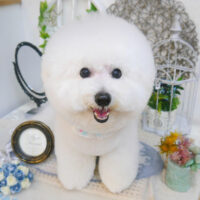 【池下店】2022年11月27日のワンちゃん達♪