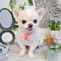 【池下店】2022年11月30日のワンちゃん達♪