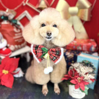 【本店】2022年12月9日のワンちゃん達♪