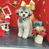 【本店】2022年12月1日のワンちゃん達♪