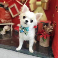 【本店】2022年12月15日のワンちゃん達♪