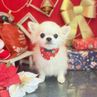 【本店】2022年12月3日のワンちゃん達♪