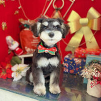 【本店】2022年12月4日のワンちゃん達♪