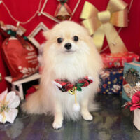 【本店】2022年12月2日のワンちゃん達♪