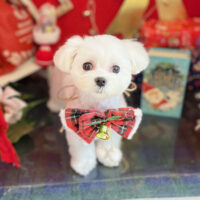 【本店】2022年12月12日のワンちゃん達♪