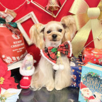 【本店】2022年12月16日のワンちゃん達♪