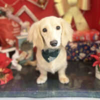 【本店】2022年12月10日のワンちゃん達♪