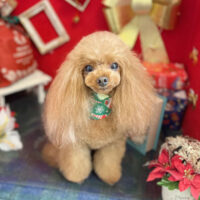 【本店】2022年12月17日のワンちゃん達♪