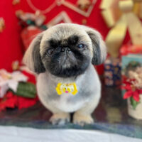 【本店】2022年12月18日のワンちゃん達♪