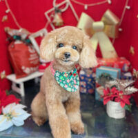 【本店】2022年12月22日のワンちゃん達♪