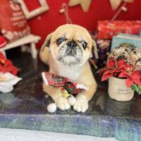 【本店】2022年12月23日のワンちゃん達♪