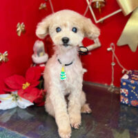 【本店】2022年12月25日のワンちゃん達♪