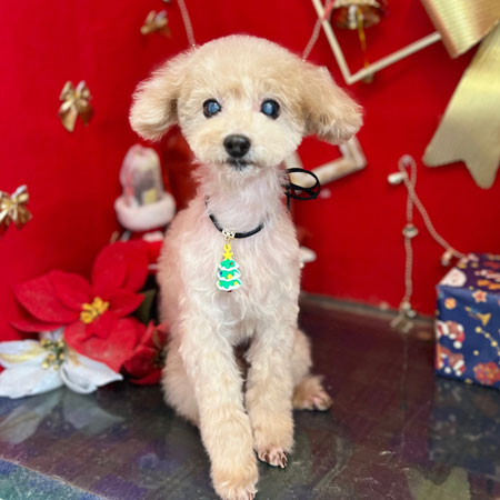 【本店】2022年12月25日のワンちゃん達♪