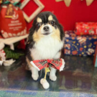 【本店】2022年12月30日のワンちゃん達♪