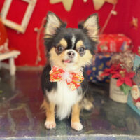 【本店】2022年12月28日のワンちゃん達♪