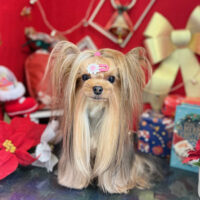 【本店】2022年12月5日のワンちゃん達♪