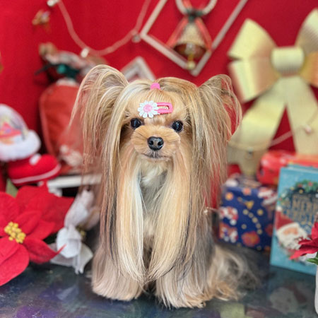 【本店】2022年12月5日のワンちゃん達♪