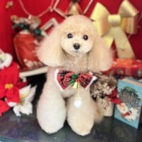 【本店】2022年12月8日のワンちゃん達♪