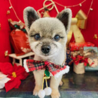 【本店】2022年12月19日のワンちゃん達♪