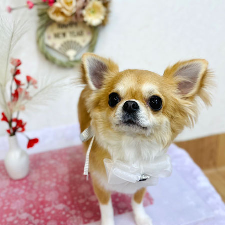 【池下店】2022年12月26日のワンちゃん達♪