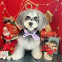 【本店】2022年12月11日のワンちゃん達♪