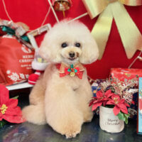 【本店】2022年12月24日のワンちゃん達♪