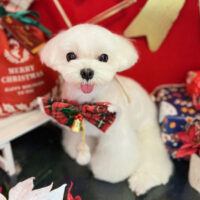 【本店】2022年12月26日のワンちゃん達♪