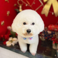 【本店】2022年12月29日のワンちゃん達♪