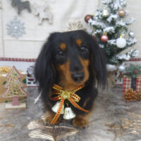 【山手店】2022年12月1日のワンちゃん達♪