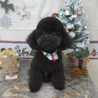 【山手店】2022年12月2日のワンちゃん達♪