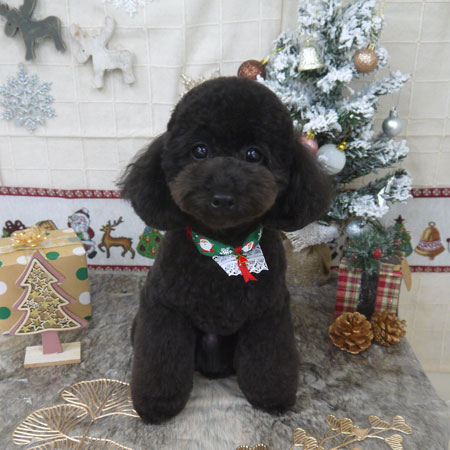 【山手店】2022年12月2日のワンちゃん達♪