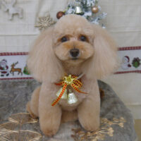 【山手店】2022年12月3日のワンちゃん達♪