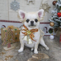 【山手店】2022年12月4日のワンちゃん達♪