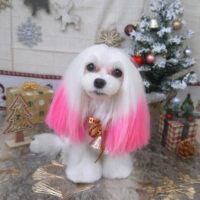 【山手店】2022年12月5日のワンちゃん達♪