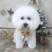 【山手店】2022年12月8日のワンちゃん達♪