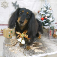 【山手店】2022年12月9日のワンちゃん達♪