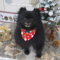 【山手店】2022年12月10日のワンちゃん達♪