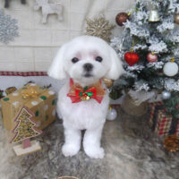 【山手店】2022年12月11日のワンちゃん達♪