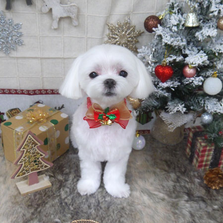 【山手店】2022年12月11日のワンちゃん達♪