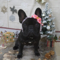 【山手店】2022年12月12日のワンちゃん達♪