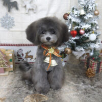 【山手店】2022年12月15日のワンちゃん達♪