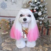 【山手店】2022年12月16日のワンちゃん達♪