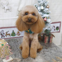 【山手店】2022年12月17日のワンちゃん達♪