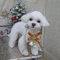 【山手店】2022年12月18日のワンちゃん達♪