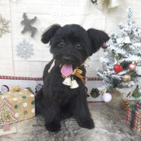 【山手店】2022年12月19日のワンちゃん達♪